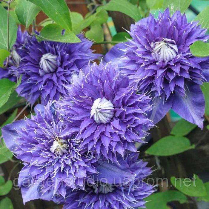

Клематис Мульти Блю (Multi blue)