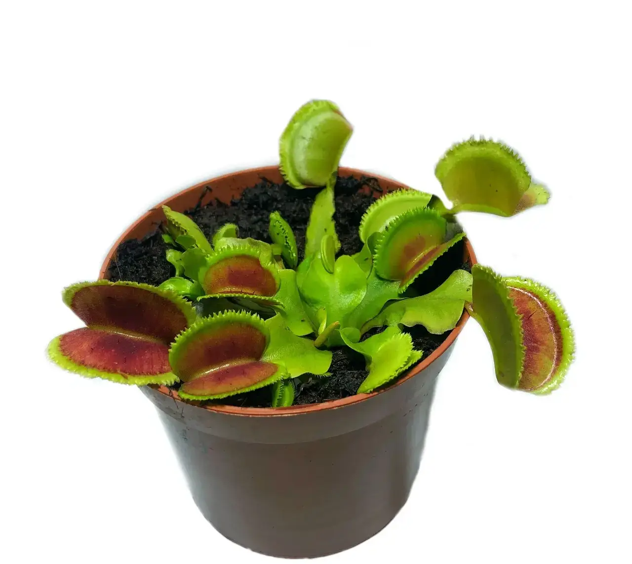 

Растение Хищник Венерина мухоловка Дентан AlienPlants Dionaea muscipula Dentate размер L