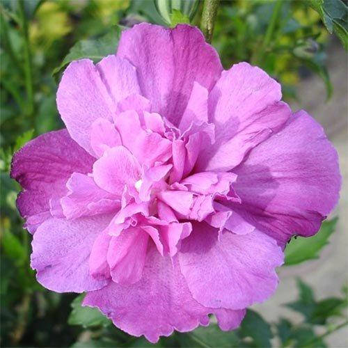

Гибискус сирийский Sanchoyo (саженцы)