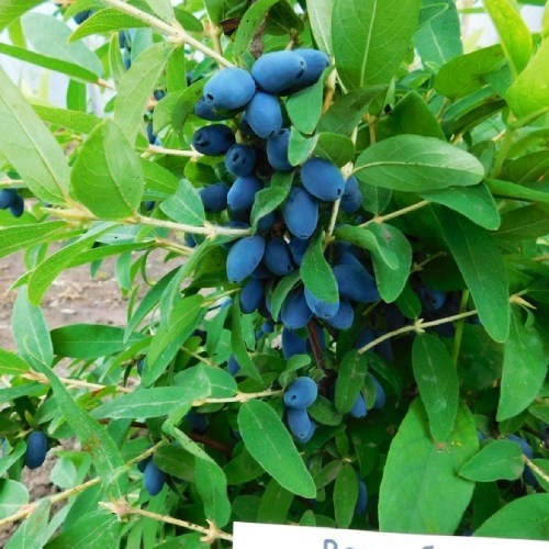 

Саженцы жимолости съедобной Волшебница - средняя, урожайная, засухоустойчивая