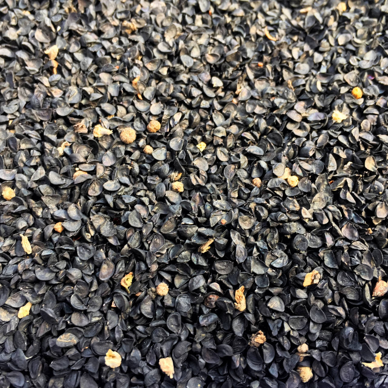 

Семена лука микрозелень 1кг