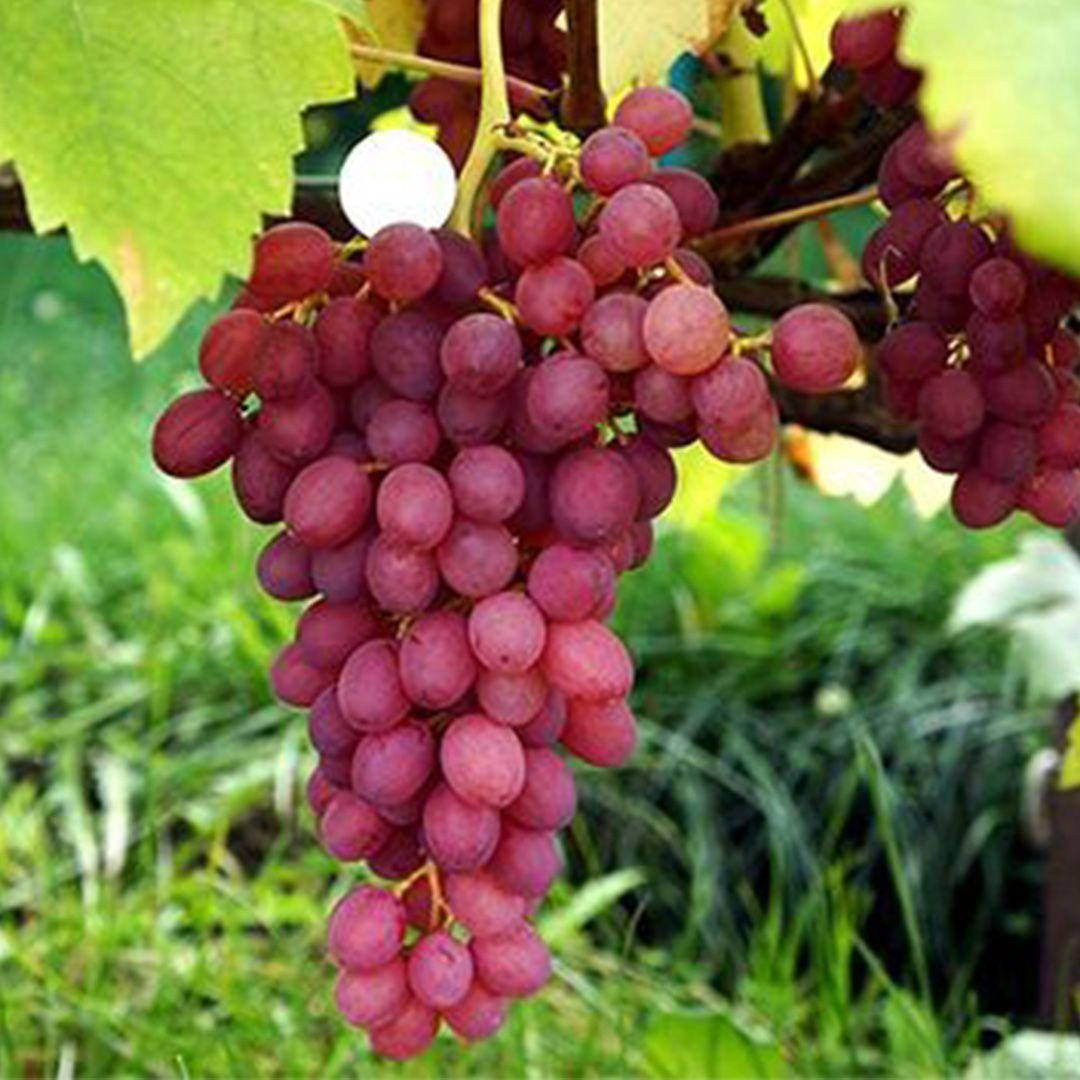 

Саженец винограда Кишмиш лучистый