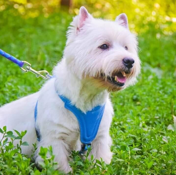 

Шлея для собак мелких и средних пород из мягкой кожи