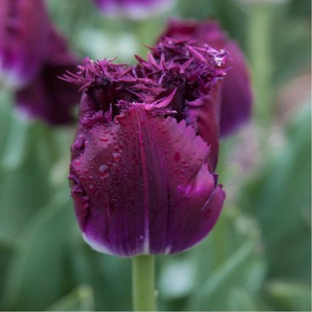 

ТЮЛЬПАН PURPLE CRYSTAL . 2 шт.