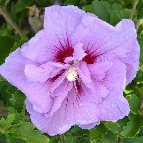 

Гибискус сирийский Lavender Chiffon (саженцы)