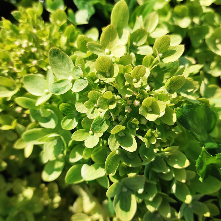 

Гортензия метельчатая Литл Лайм / С3 / Hydrangea Little Lime