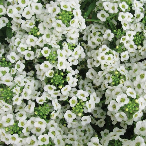 

Семена Алиссум (Лобулярия) белый (Wonderland White)