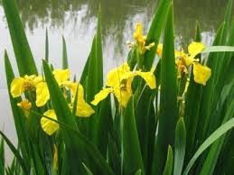 

Ирис болотный желтый(Iris pseaudacorus)