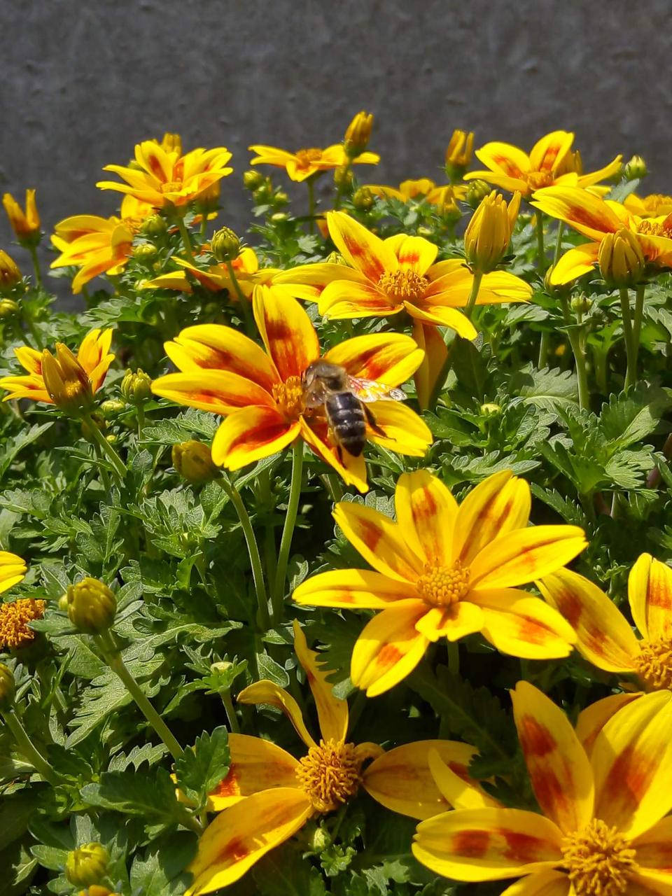 

Биденс Bidy Boom Red Eye в горшке 0,25 л