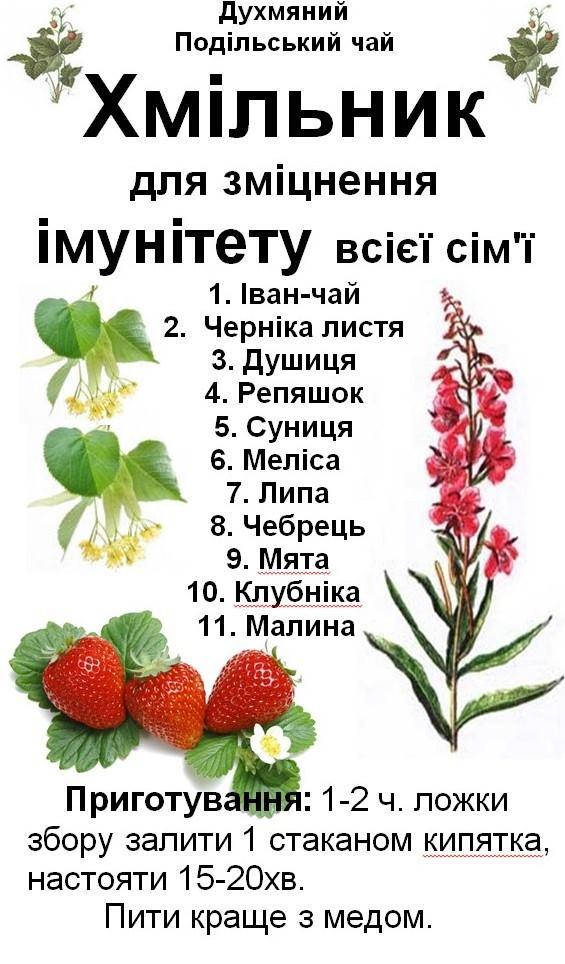 

Духмяний подільський чай "Хмільник" для зміцнення імунітету всієї сім'ї