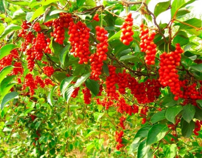 

Лимонник китайский морозостойкий семена