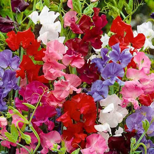 

Насіння горошок духмяний