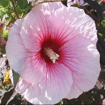 

Гибискус садовый Storm (саженцы)