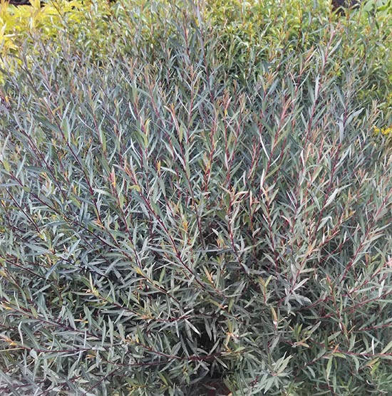 

Ива пурпурная Нана / Salix purpurea Nana / С3