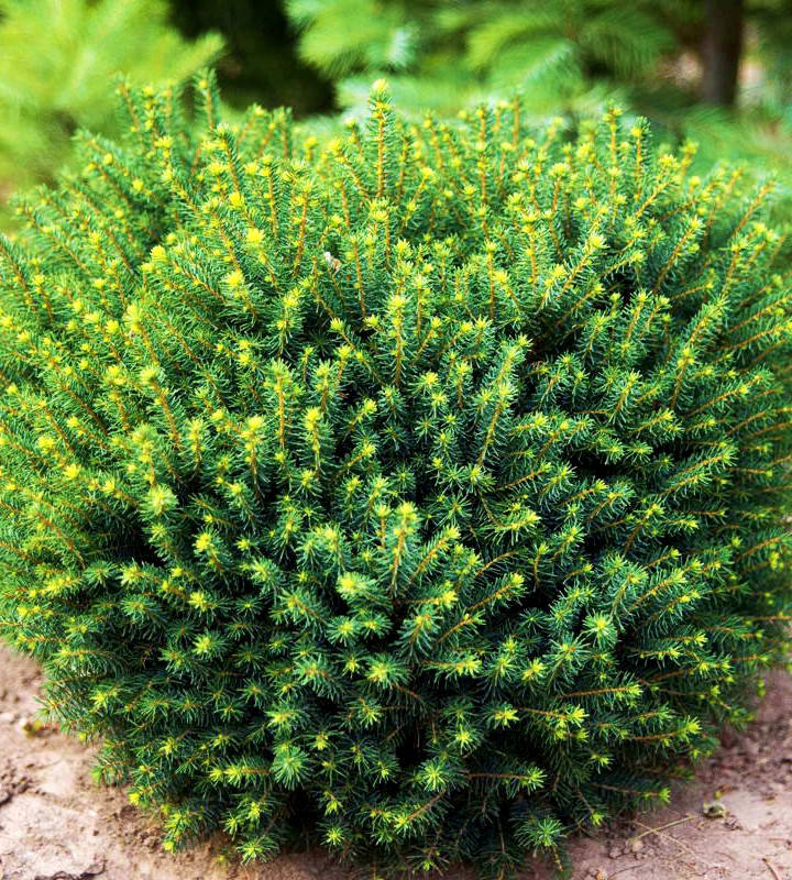 

Ель сербская Карел \ Picea omorika Karel ( саженцы 2л )