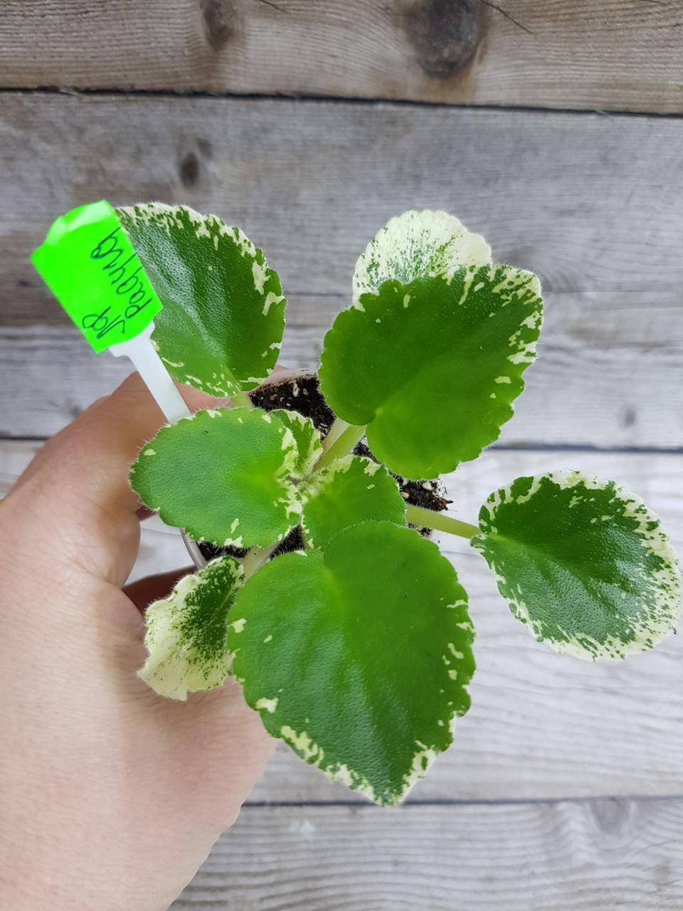 

Фиалка ЛФ-Радуга детка, Розовый