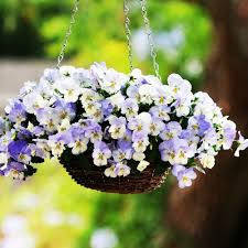 

Семена цветов Виола Морозная ( COOL WAVE® F1 FROST) 5 шт Pan American, Желтый