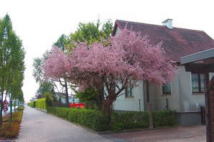 

Саженцы Тамарикс