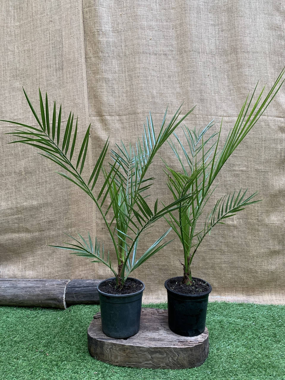 

Финиковая Канарская Пальма в горшке Florinda Phoenix Canariensis, высота 45-65см, 1.5л, Зелёный