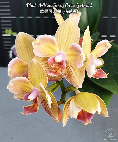 

Орхидея Phal. I-Hsin Berry Cutie (peloric)' 2.5 В25 / Азия