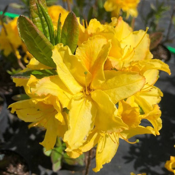 

Саженец азалии LIMETTA, 3 - летний, контейнер 3л