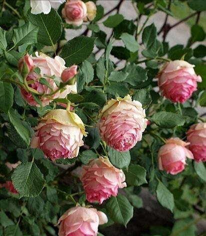 

РОЗА ФЕРСТ ЛЕДИ ROSE FIRST LADY