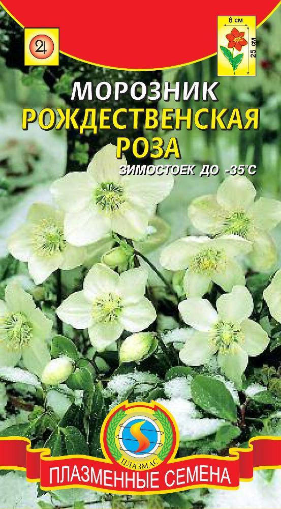 

Морозник Рождественская Роза 5 шт (Плазменные семена)