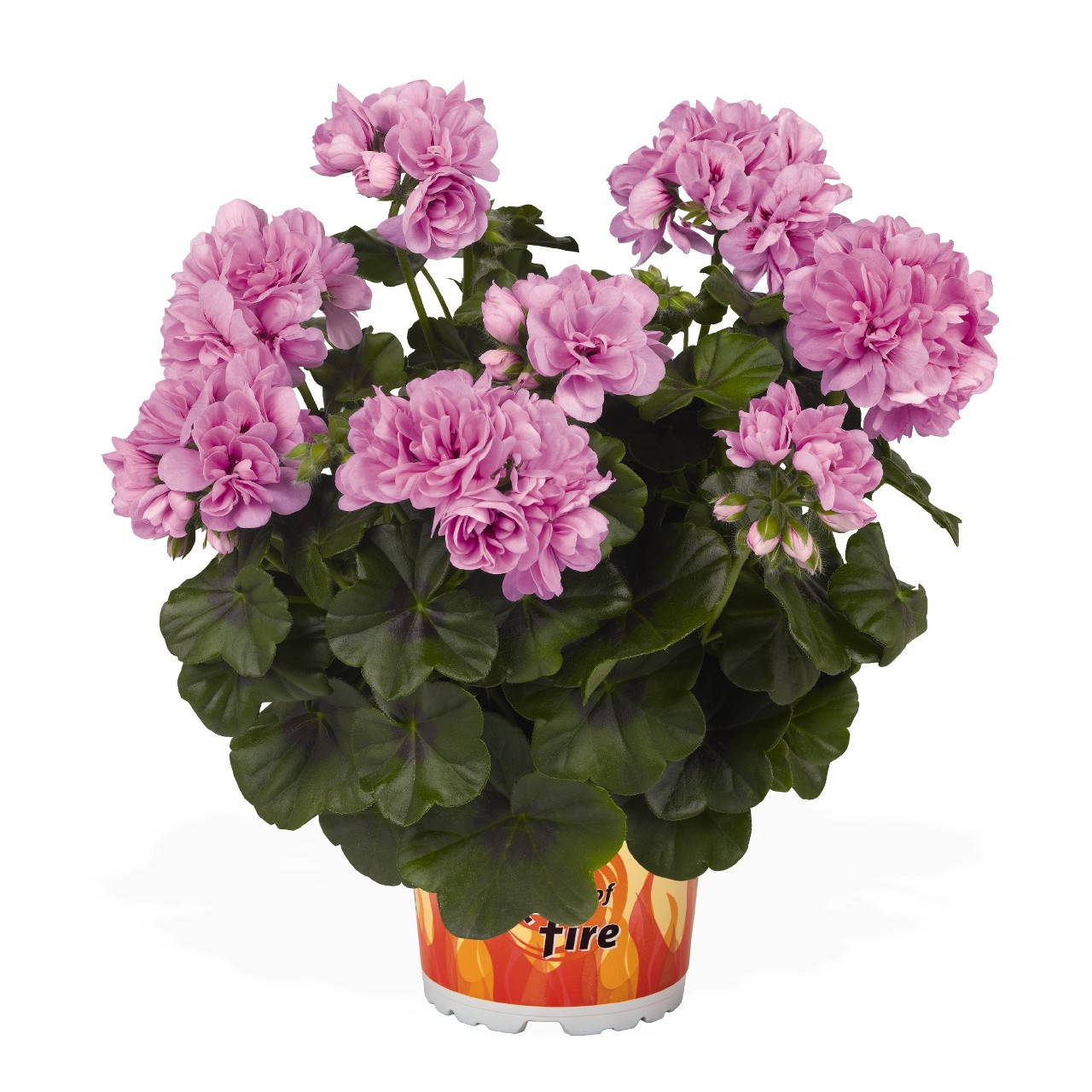 

Пеларгония плющелистная(ампельная) Great Balls of Fire Light Lavender