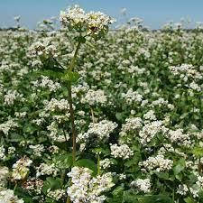 

Семена Гречка посевная