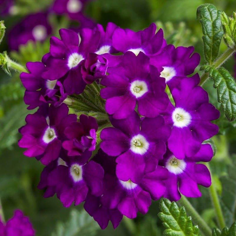 

Ампельная вербена Obsession Cascade 5 шт Syngenta Голландия Purple Shades with Eye