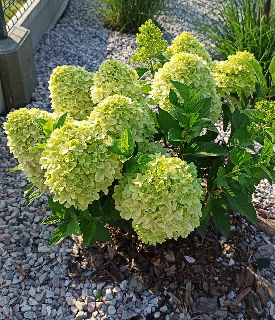 

Гортензия метельчатая Паненка \ hydrangea paniculata Panenka ( саженцы 3 года) Новинка
