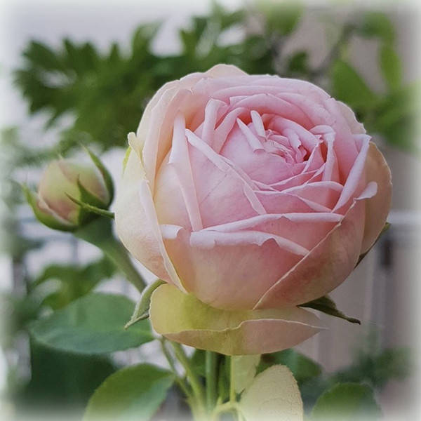 

Роза Чарминг Пиано (Charming Piano), чайно-гибридная в контейнере