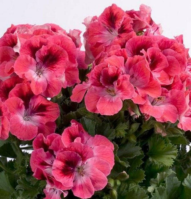 

Королевская пеларгония Aristo Red with Eye, Красный