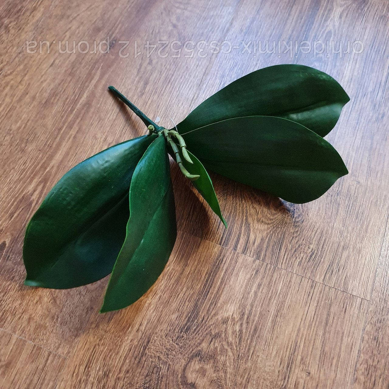 

Листья орхидеи 25см,в разложеном состоянии 32см