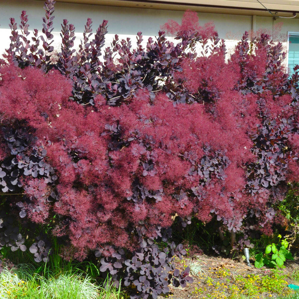 

Скумпия кожистая Royal Purple 1,5 л
