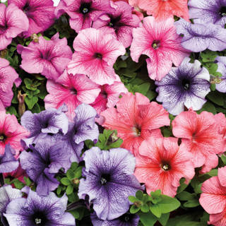 

Petunia grandiflora Трітунія Вейнед Мікс 1000 драже