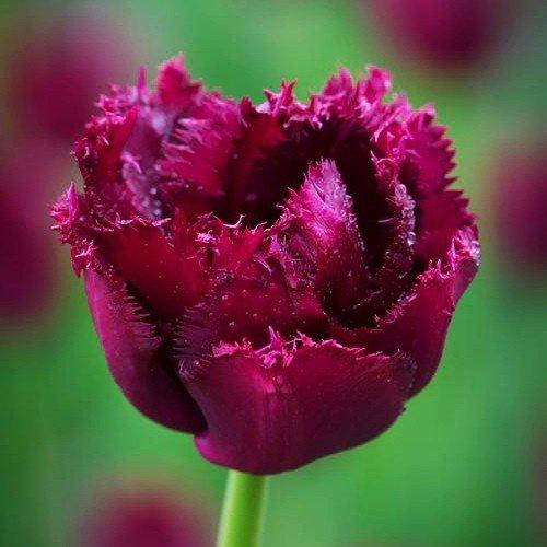 

Тюльпан Gorilla (луковицы) 3 шт