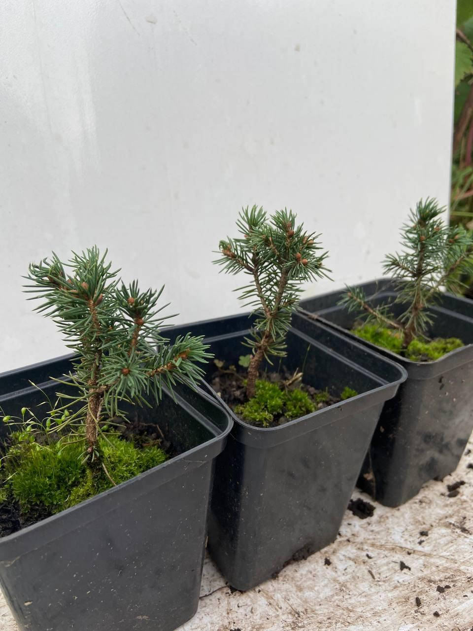 

Ель Канадская Коника(Picea glauca Conica) 8-10 см