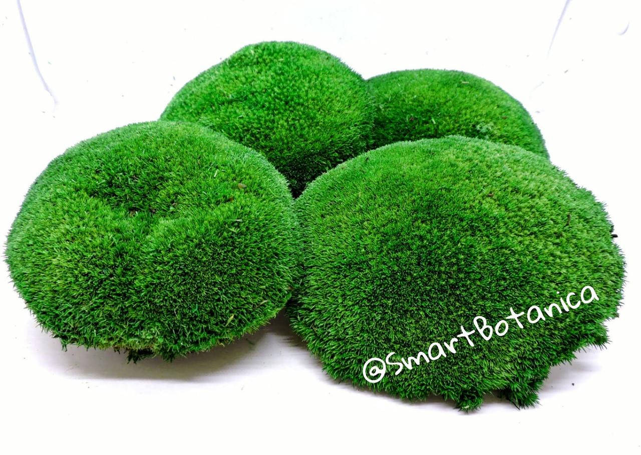 

Стабилизированный Мох Кочки 1кг Салатовый