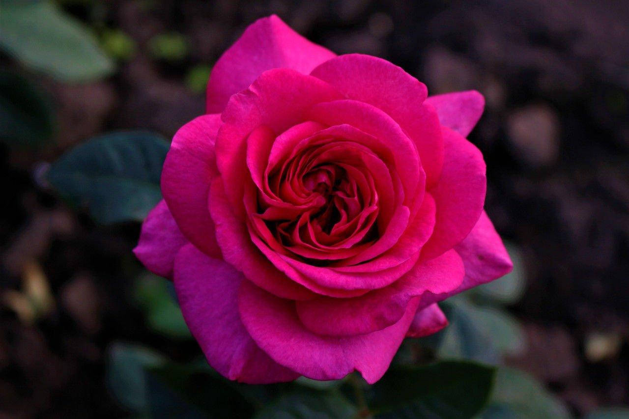 

Роза "Юрианда"