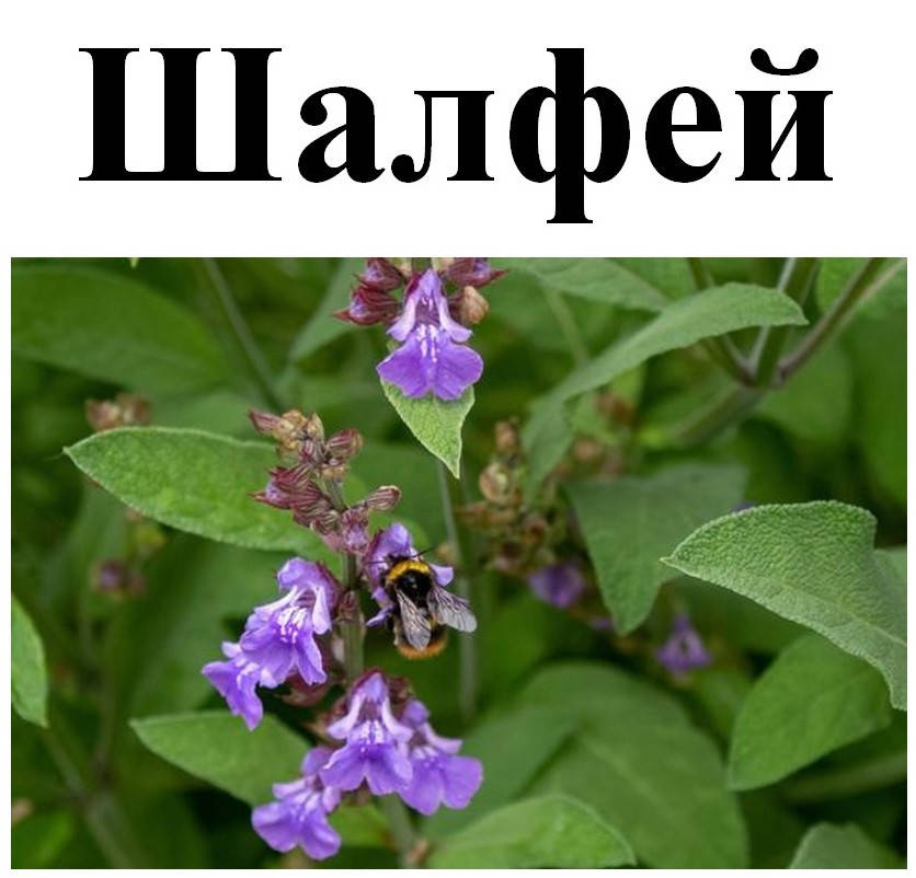 

Шалфей лекарственный, 25 грамм