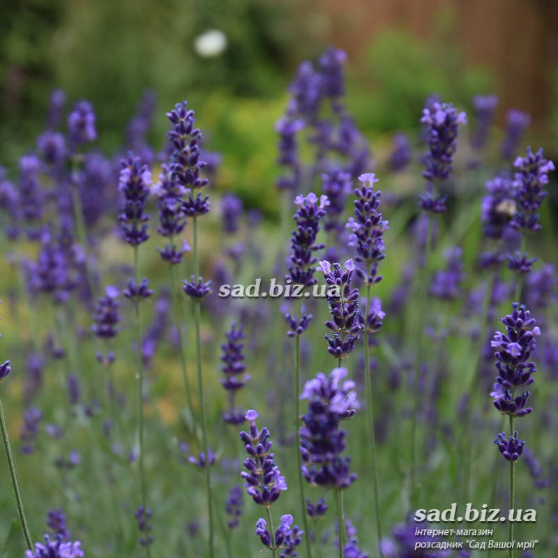 

Лаванда узколистная 'Hidcote'. Контейнер 0,5 л