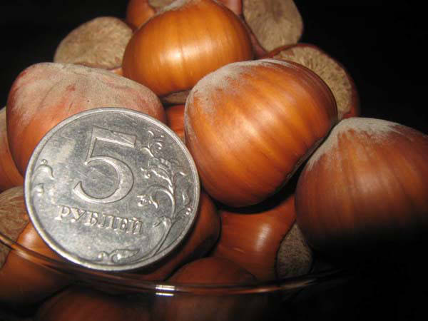 

Саженцы ФУНДУКА привитые на медвежьем орехе ТРАПЕЗУНД (двухлетние)