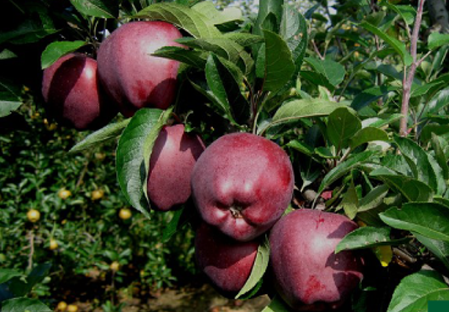 

Яблоня СКАРЛЕТ СПУР