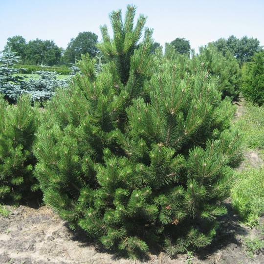

Саженцы сосны чёрной (Австрийской), (Pinus Nigra Austriaca) Р9