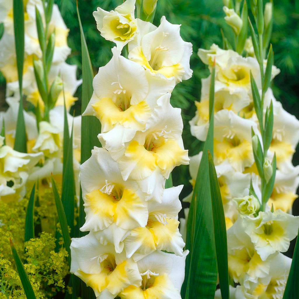 

Гладиолус Speed Date Луковицы