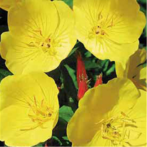 

Энотера, Желтый