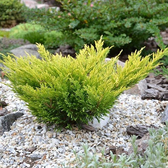 

Можжевельник Лайм Глоу / С3 / h 20 / Juniperus Lime Glow