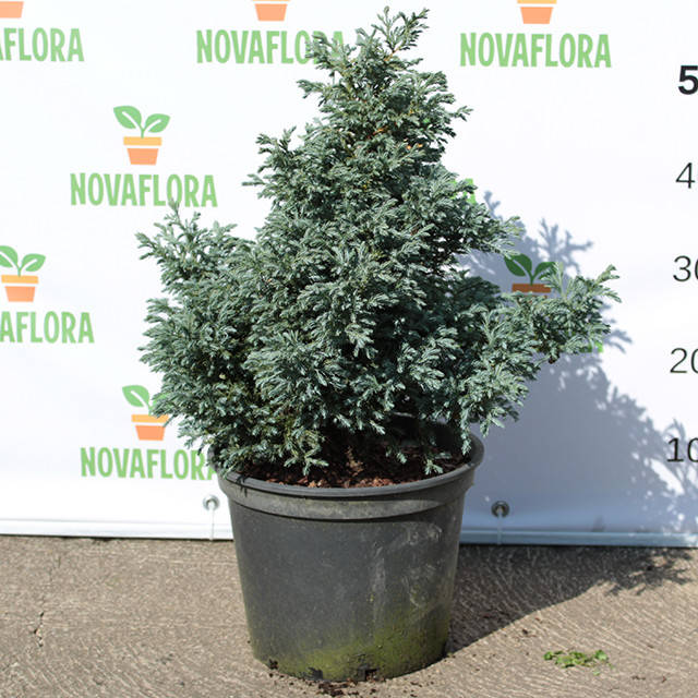 

Кипарисовик горохоплодный 'Болевард / Boulevard' 7,5л 25-30см