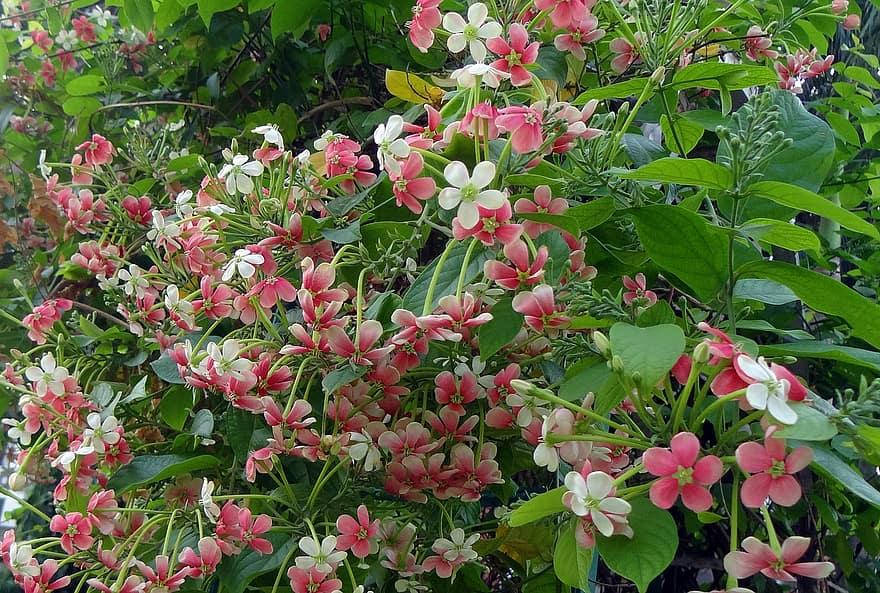 

Квисквалис — ароматная цветущая лиана - Combretum indicum - семена, Алый